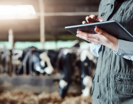 Homme tenant une tablette dans un étable devant un troupeau de vaches